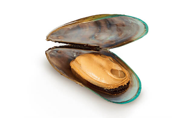 green-lipped-mussels