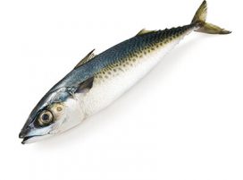 MACKEREL