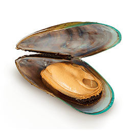 GREEN LIPPED MUSSEL